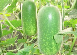 娱乐吃瓜酱小冬瓜,揭秘娱乐圈那些不为人知的幕后故事